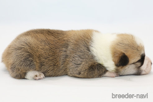 成約済の神奈川県のウェルシュコーギーペンブローク-364203の2枚目